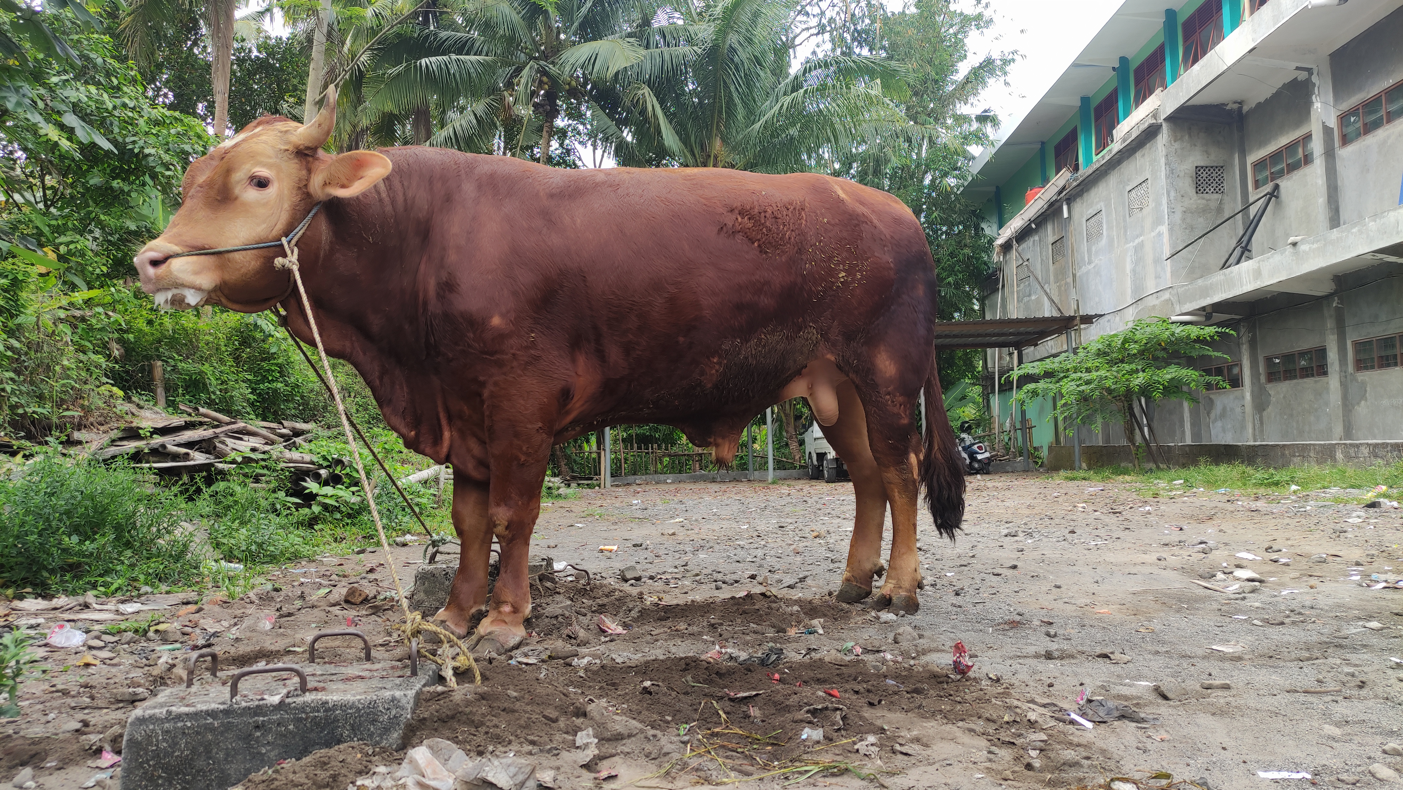 Kegiatan Kurban Idul Adha 1447 H Kegiatan Kurban Idul Adha 1447 H