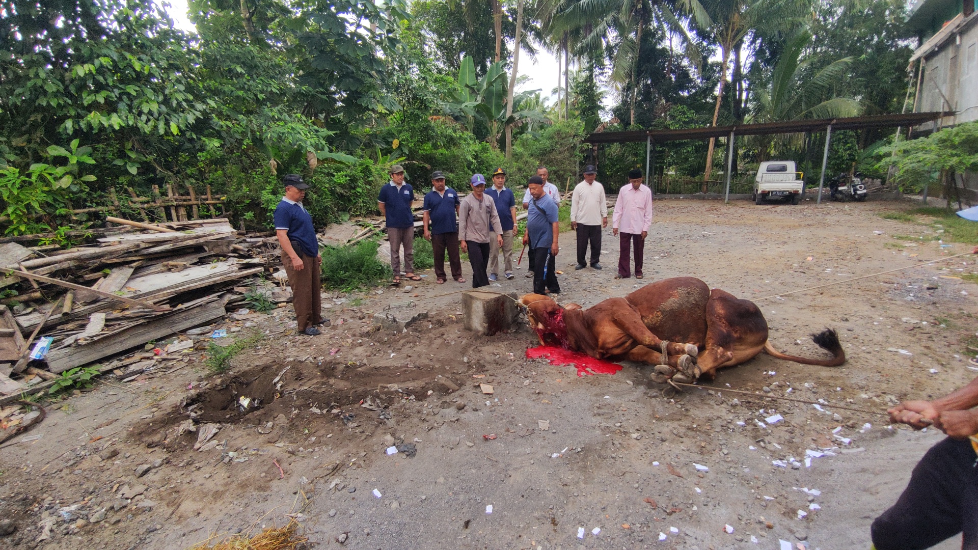 Kegiatan Kurban Idul Adha 1447 H Kegiatan Kurban Idul Adha 1447 H